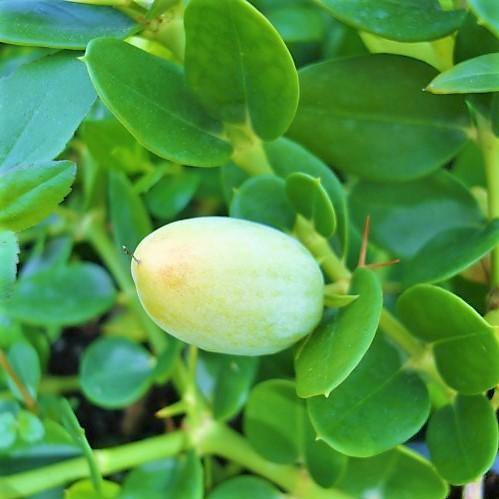 Carissa Grandiflora, Prostrata, Natal Plum