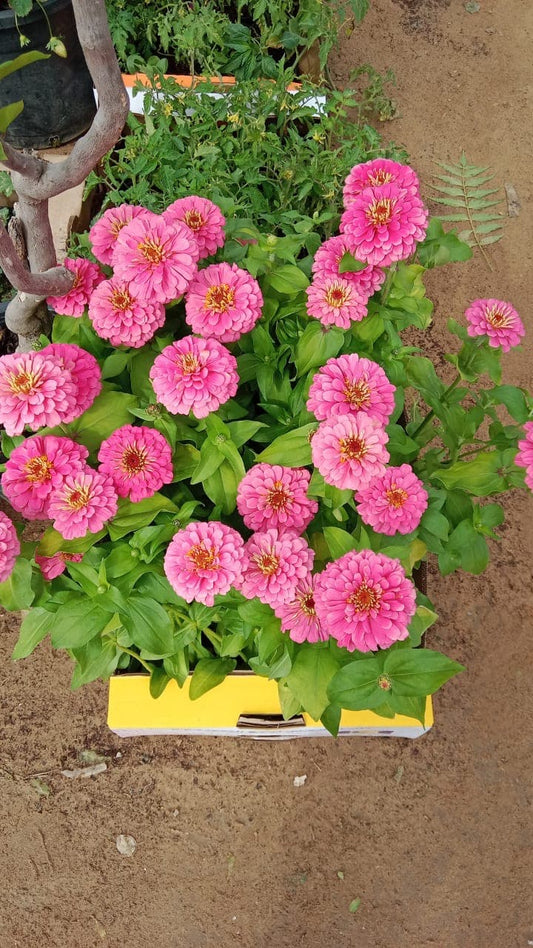 Zinnia Mixed Color