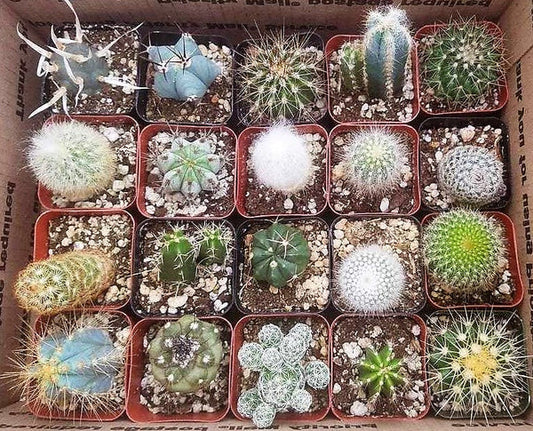 Ornamental Cactus Plant (Small)