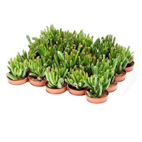 Crassula Ovata, Hobbit Plant