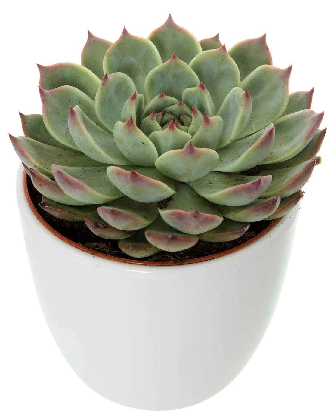 Echeveria succulent