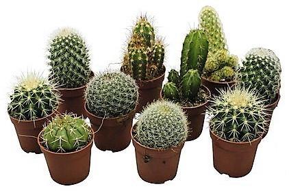 Cactus Plant Mix 6 - 10 cm