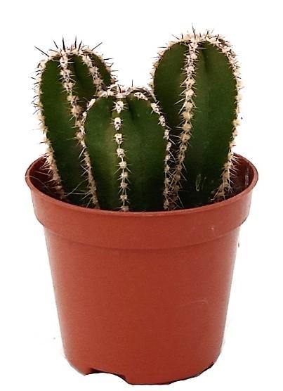 Echino Cactus