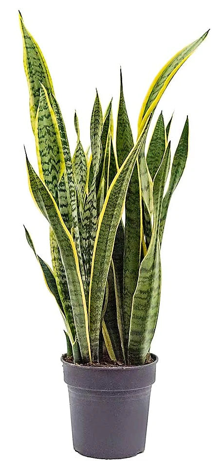 Snake Plant - Laurentii - indoor