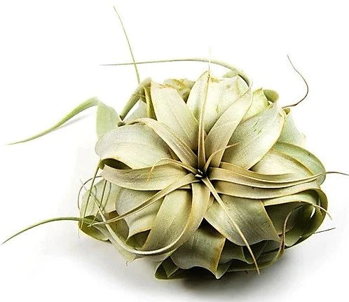 Tillandsia Xerographica Plant