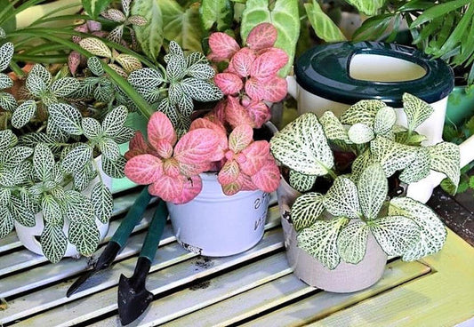 Fittonia , Nerve , Mosaic , Net Plant