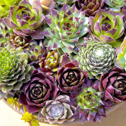 Hens & Chicks, Sempervivum, Houseleeks Mixed