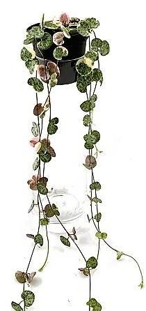 String of Hearts Plant, Ceropegia Woodii