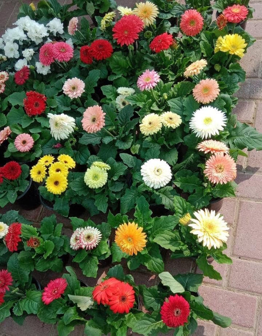 Gerbera mix