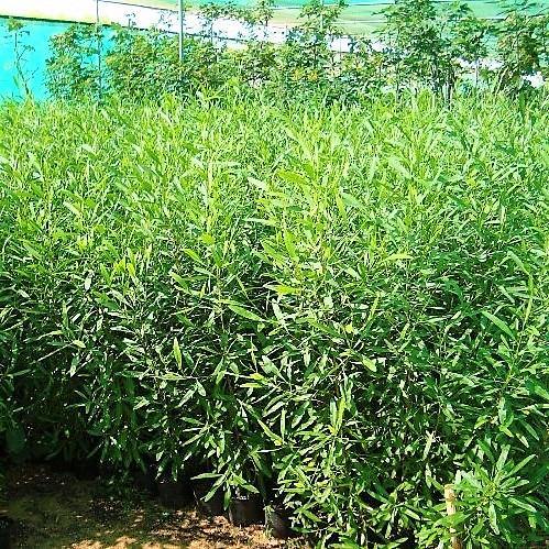 Dodonaea Viscosa, Hopbush