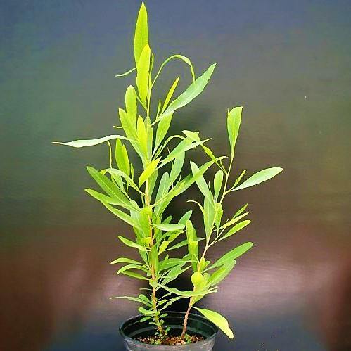 Dodonaea Viscosa, Hopbush