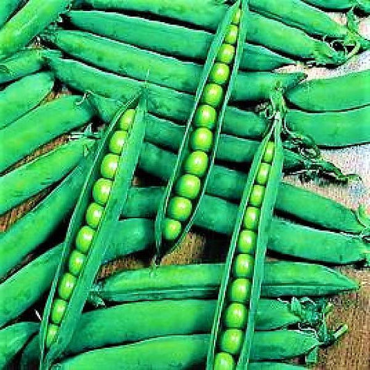 Beans Linoch Seeds Tin