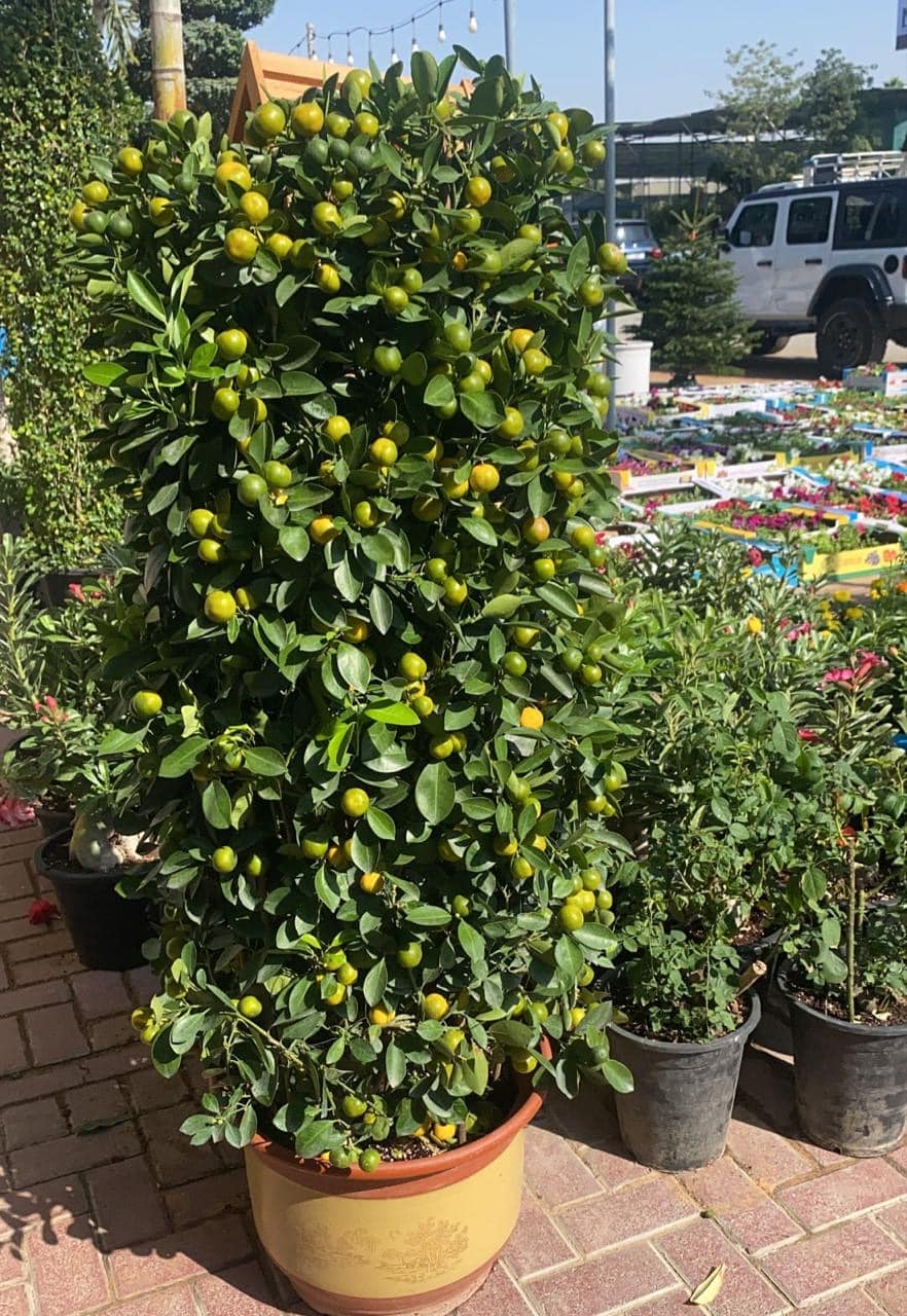 Spanish Lemon Plant