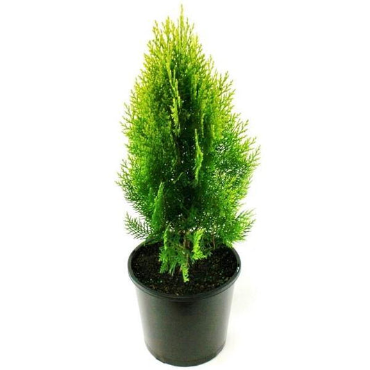 Thuja Orientalis