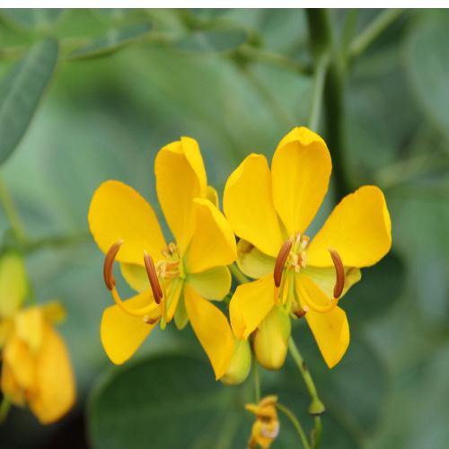 Cassia Surattensis, Scrambled Egg Plant