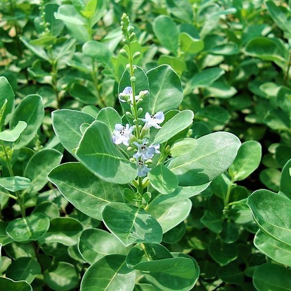 Vitex Rotundifolia, Beach Vitex