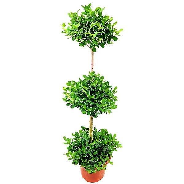 Ficus diversifolia “Three Heads”