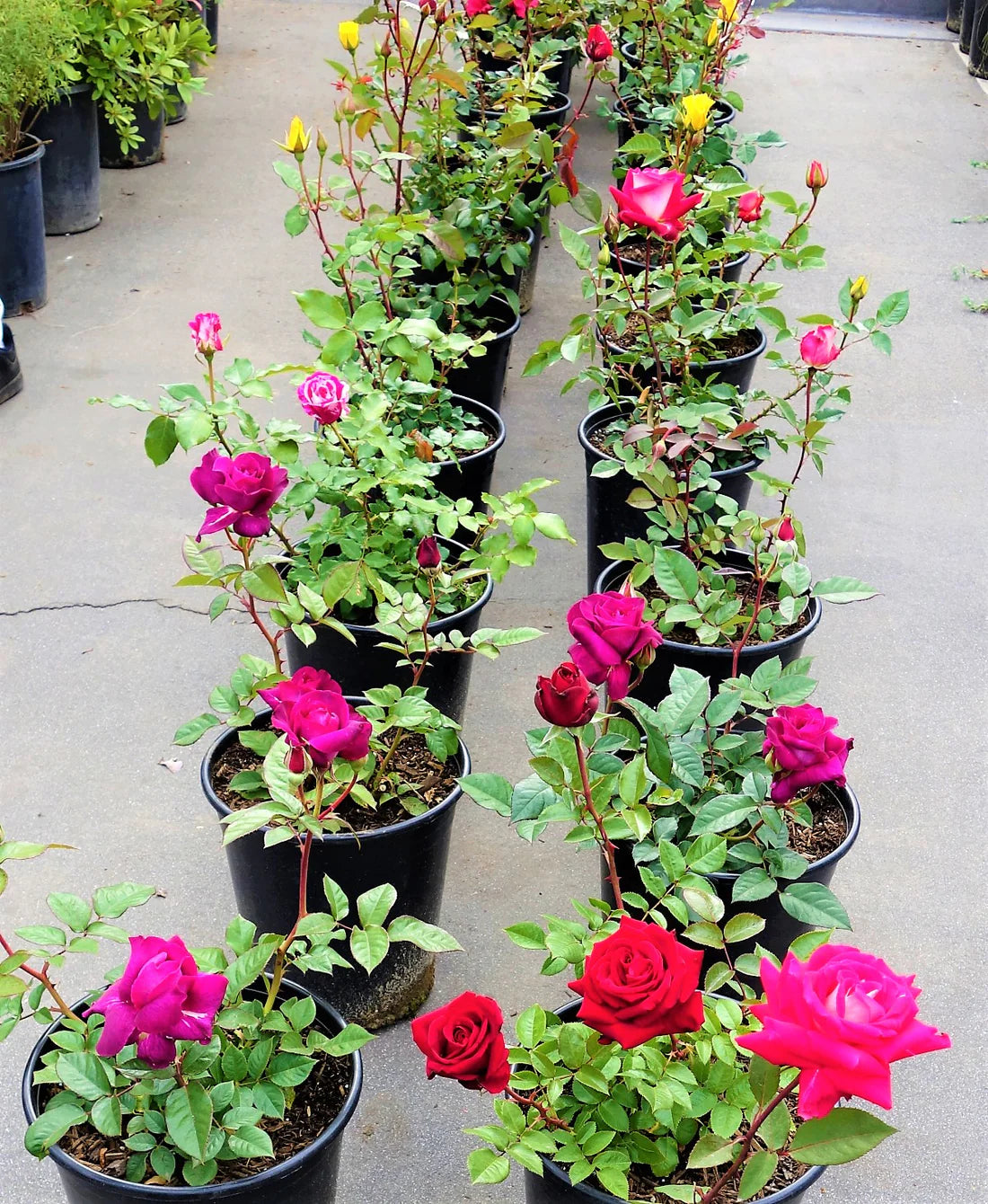 Rose Plant Outdoor