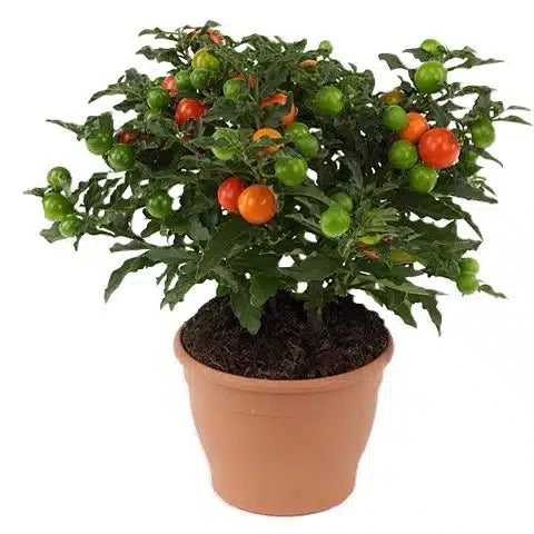 Jerusalem cherry, Solanum pseudocapsicum