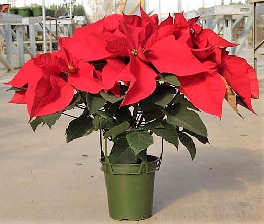 Euphorbia Pulcherrima (Titan Red), Poinsettia Plant