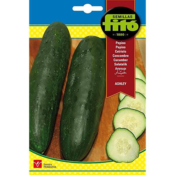 Semillas Cucumber Ashley Seeds