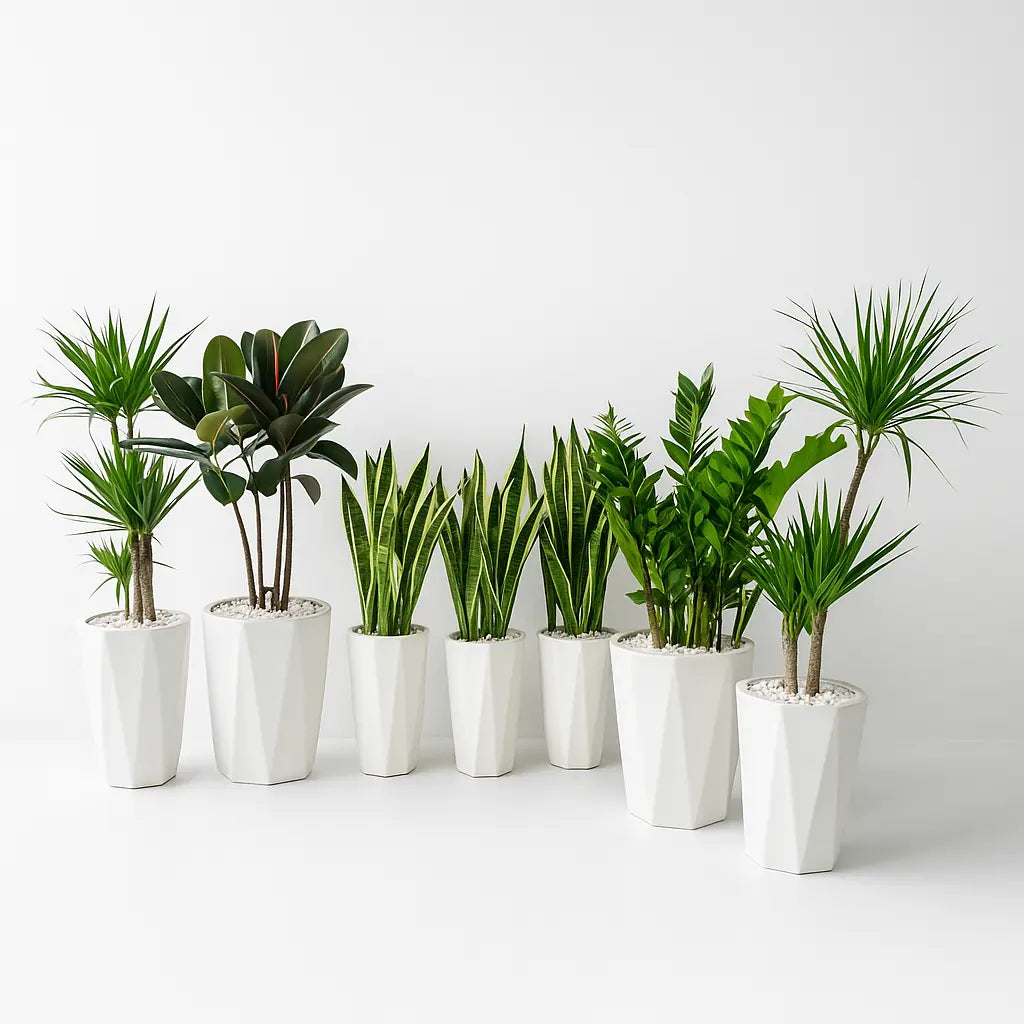 7 plants Air Purifying Plants Bundle