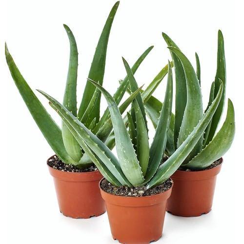 Aloe Vera, Medicina Aloe, Savila, Outdoor Plant