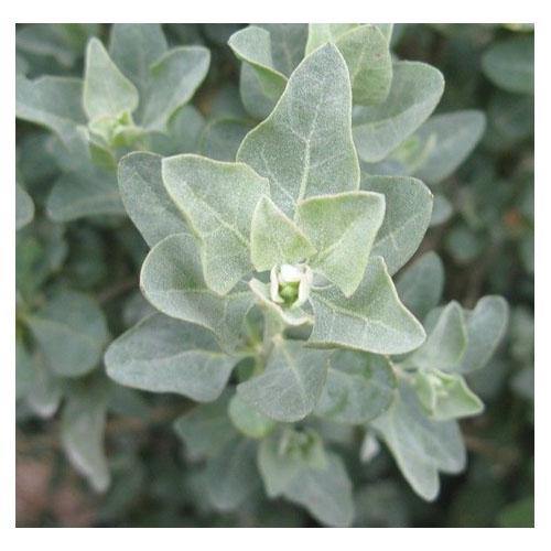 Atriplex halimus, Salt Bush