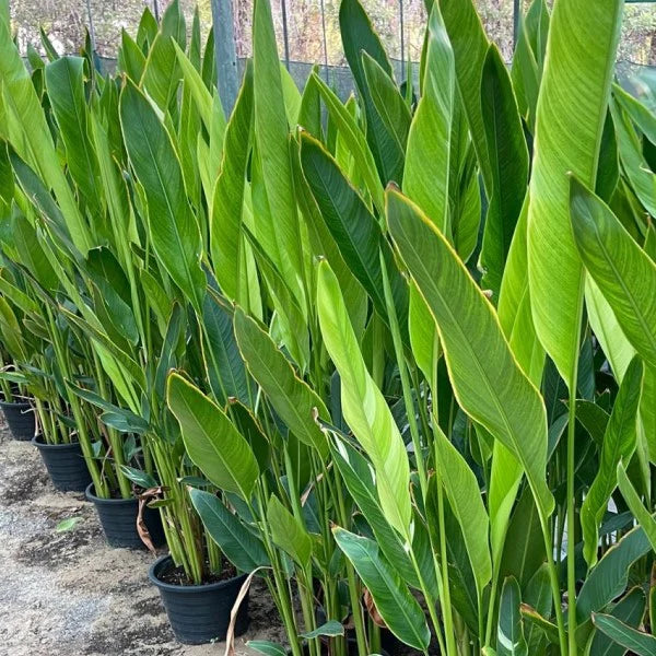 Heliconia Psittacorum, Parakeet flower, Parrot’s beak