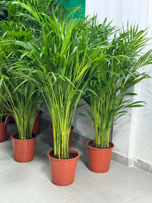 Areca Palm Plant - Indoor - Chrysalidocarpus lutescens