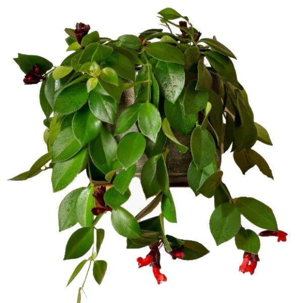 Mona Lisa Plant - Aeschynanthus - Lipstick