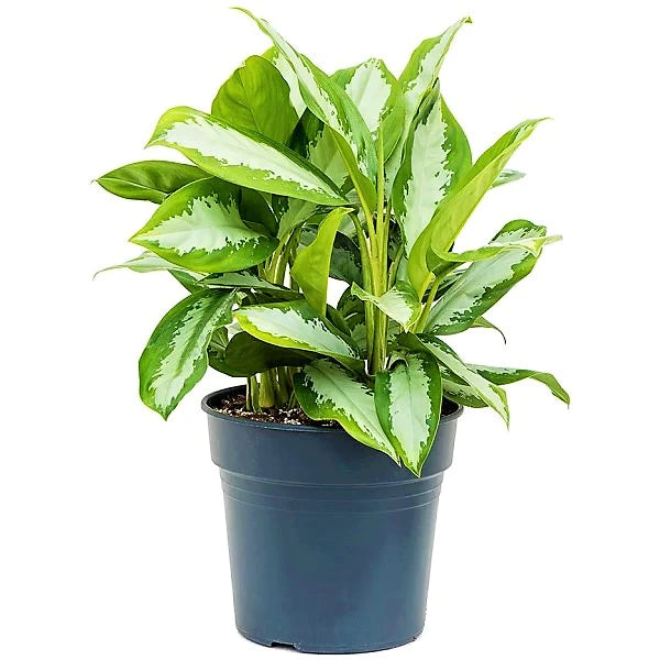 Aglaonema Pattaya Beauty Plant