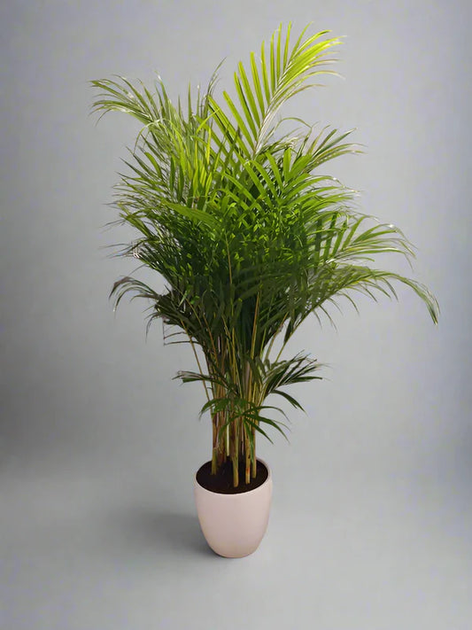 Areca Palms ( 100cm–120cm)