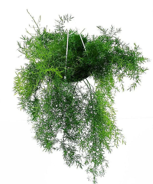 Asparagus Hanging Indoor Plant