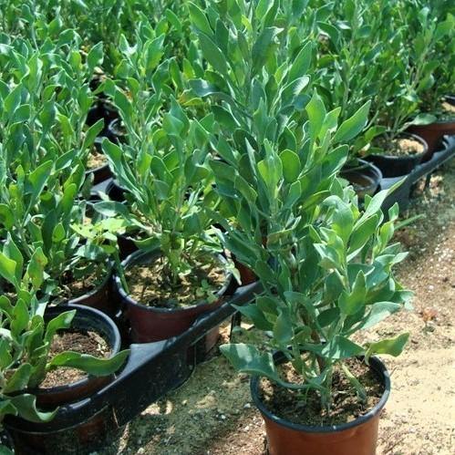 Atriplex Semibaccata, Berry SaltBush