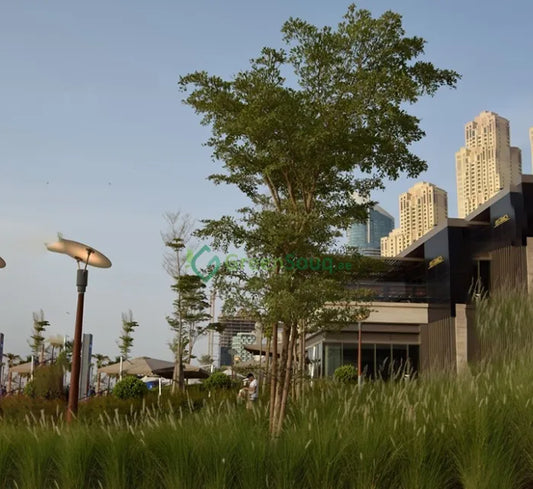 Bucida buceras Black Olive Tree