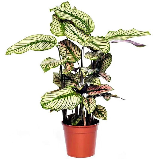 Calathea White Star, Majestic Calathea plant