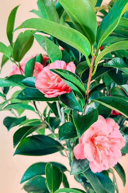 Japanese Camellia