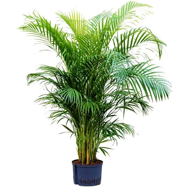 Areca Palm Plant - Indoor - Chrysalidocarpus lutescens