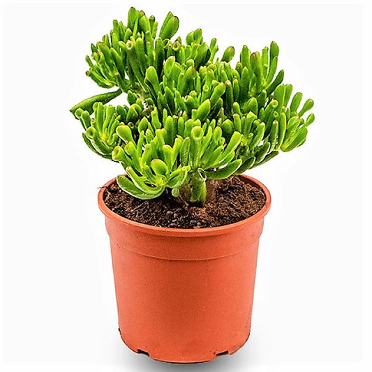 Crassula Ovata, Hobbit Plant