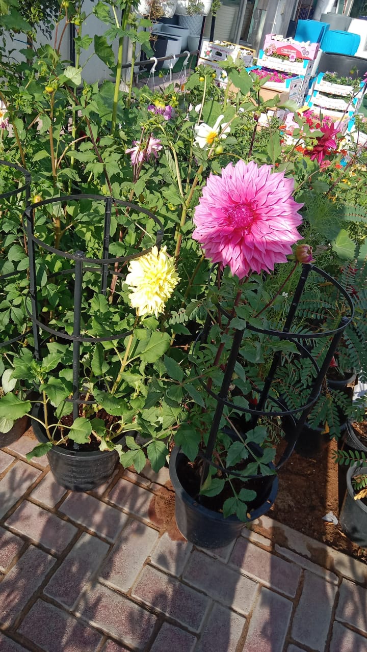 Dahlias Mix Flowering Plant