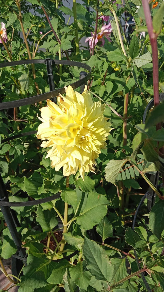 Dahlias Mix Flowering Plant