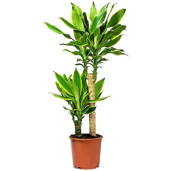 Dracaena Fragrans Golden Coast Plant