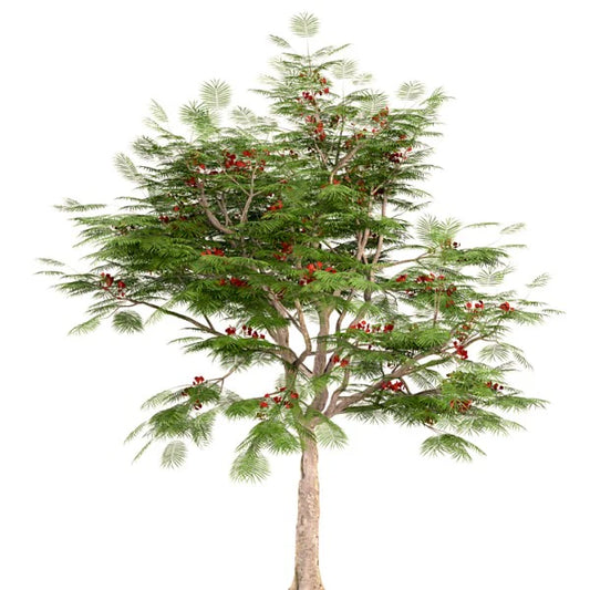 Flame Tree, Delonix Regia, Royal Poinciana