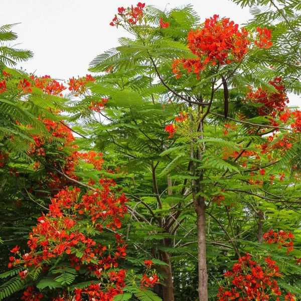 Flame Tree, Delonix Regia, Royal Poinciana