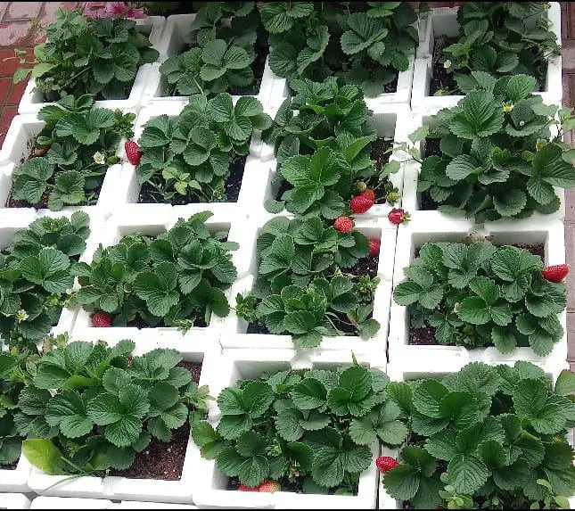 Fresh Strawberries! Plant at My Green Resort best plant store in UAE