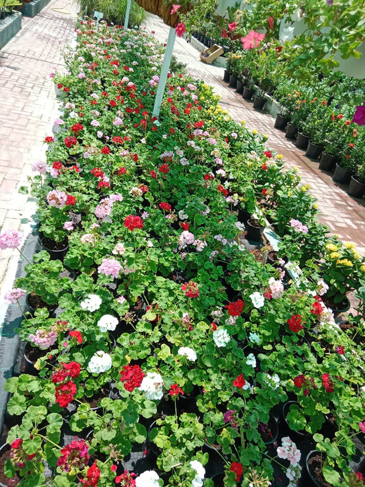 Geranium, Crane’s-Bill