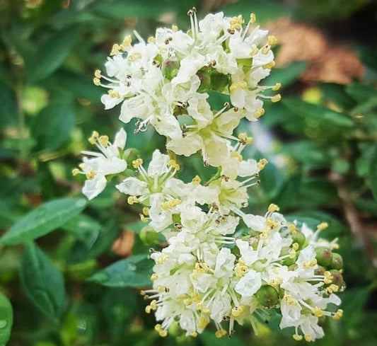 Henna “Lawsonia Inermis” Mehendi Plant