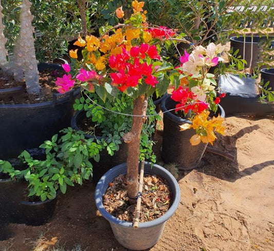Bougainvillea Specimen “Single Head”