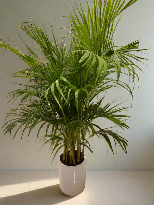 Areca Palm in Ceramic Pot -In Just 199AED